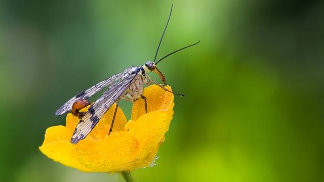 The Scorpion Fly’s Stinger Is For Mating, Not Defence