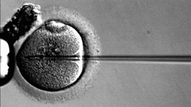 Can We Turn Stem Cells Into Eggs?  