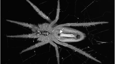 This Spider’s Mate Breaks Her Genitals So She Can’t Have Sex Ever Again