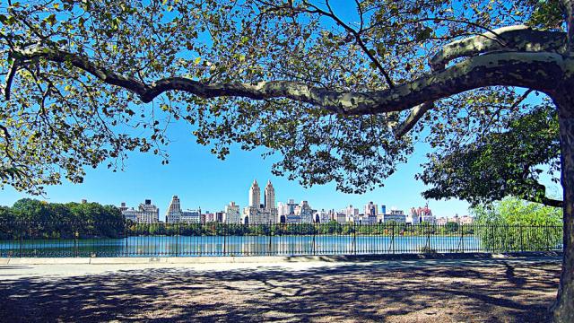 New York May Copy Melbourne And Give Trees Their Own Email Addresses