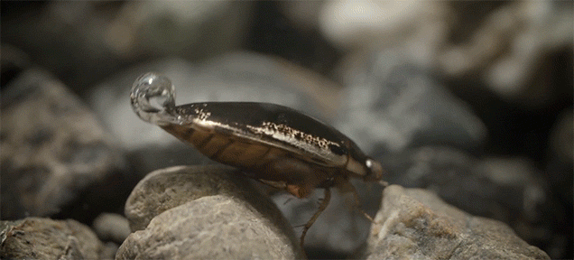 The Cool Trick Beetles Use To Breathe Underwater Like Scuba Divers