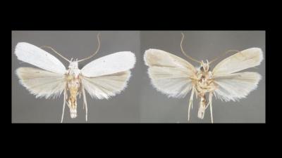 New Kind Of Moth Hints At Other Species That May Be Hiding In Plain Sight