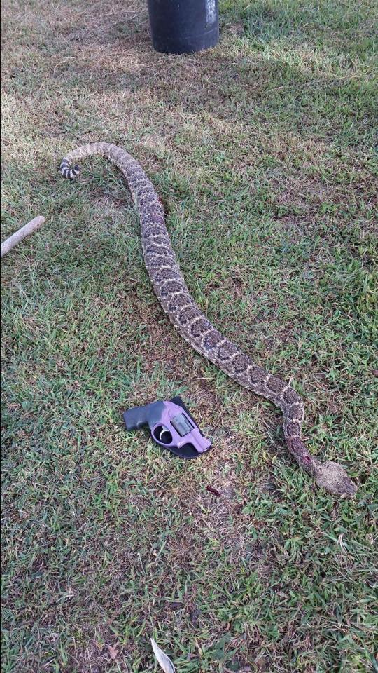 The Biggest Rattlesnake You’ll Ever See?