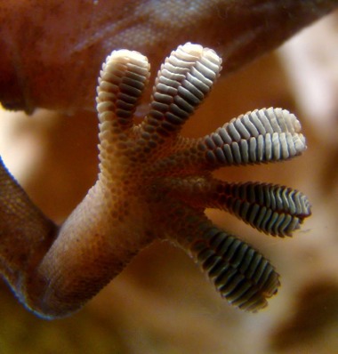 Super-Sticky Gecko Feet Inspire Strapless Bra Design 