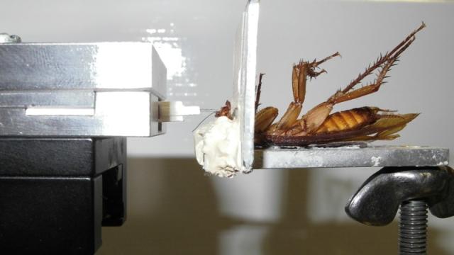 A Cockroach Can Bite Five Times Stronger Than A Human