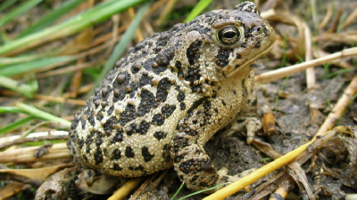 Biologists Brought Wyoming Toads Back From The Brink Of Extinction