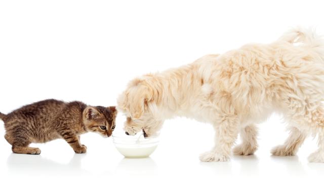 Why Dogs Will Eat Anything But Cats Are Fussy As Hell