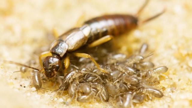 Orphan An Earwig And They Will Grow Up Bigger