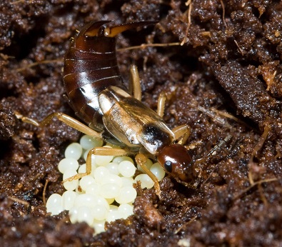 Orphan An Earwig And They Will Grow Up Bigger