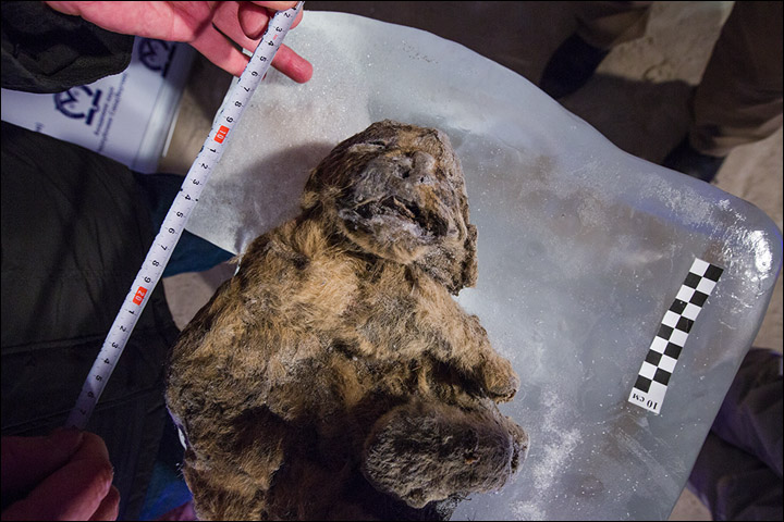These Frozen Lion Cubs Were Just A Few Weeks Old When They Died 12,000 Years Ago