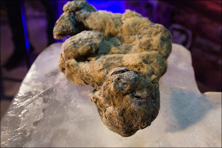 These Frozen Lion Cubs Were Just A Few Weeks Old When They Died 12,000 Years Ago