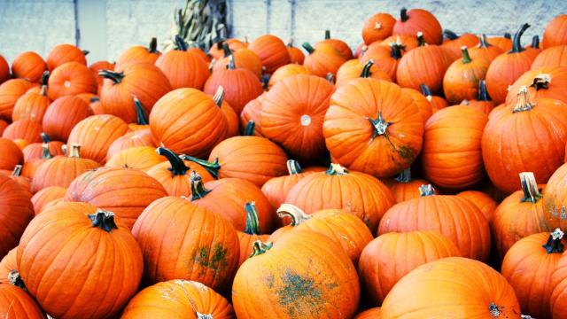 How Ancient People Saved The Pumpkin From Extinction