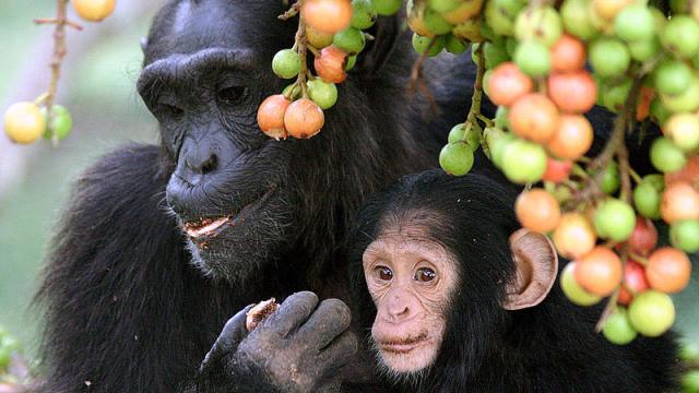 Video Footage Captures Mummy Chimp Caring For Disabled Baby In The Wild