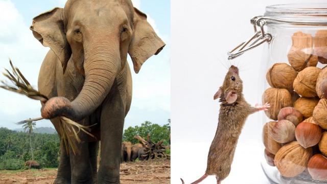 This Is Why A Mouse’s Sperm Is Longer Than An Elephant’s Sperm