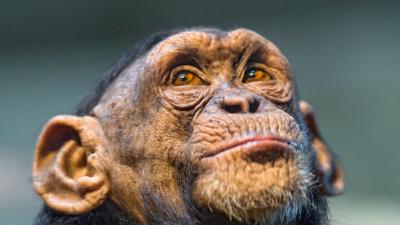The US NIH Is Retiring All Of Its Research Chimpanzees