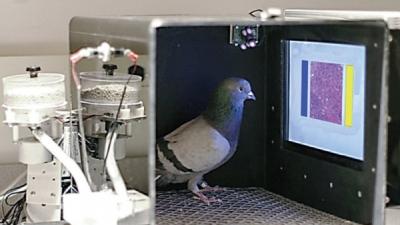 These Budding Pigeon Pathologists Can Read Your Next Mammogram