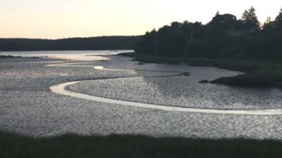 Pretty Fractal Patterns Pop Up In Maine’s Tidal Ponds