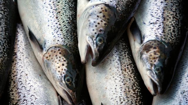 US FDA Approves Salmon The First GM Animal Safe To Eat, Doesn’t Require Labels