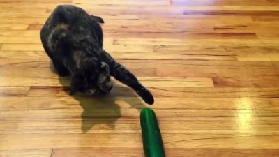Why You Should Resist The Urge To Torment Your Cat With A Cucumber
