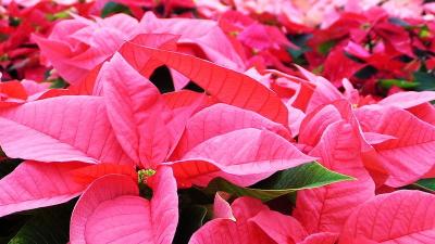 Those Poinsettias Are Not Going To Poison You