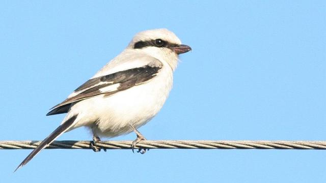 Shrikes Are Even Meaner Than We Suspected