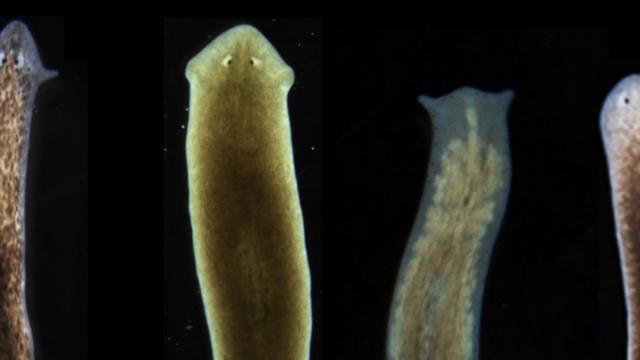 Biologists Coax Worms Into Growing New Kinds Of Heads