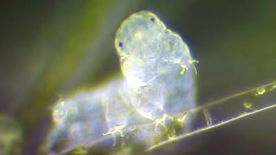Indestructible Water Bears Have A Genome That Is Seriously Weird