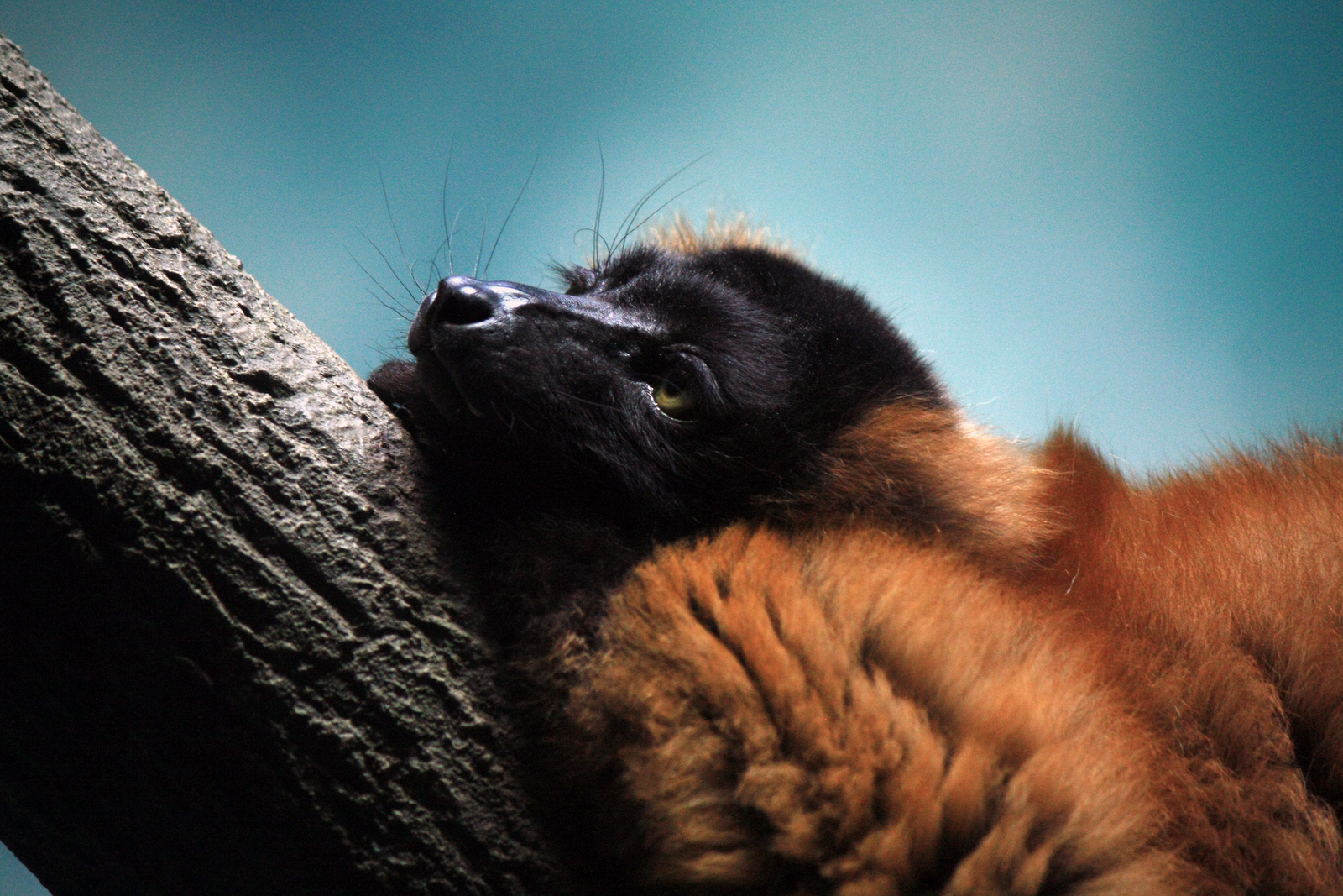 This Lemur Is Our New Mascot For Overeating Naptime