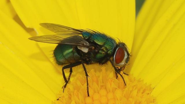 These Videos Show You A Part Of Flies You’ve Probably Never Noticed Before
