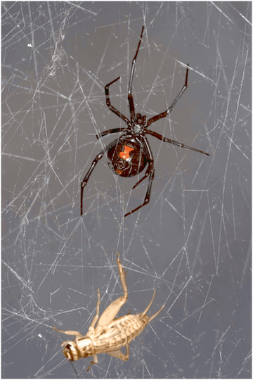 Scientists Analysed Spiderweb DNA, And The Results Are Super Creepy