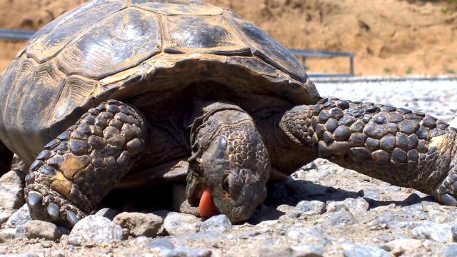 Is It Time For Food Yet? This Tortoise Will Munch On Rocks Until Then