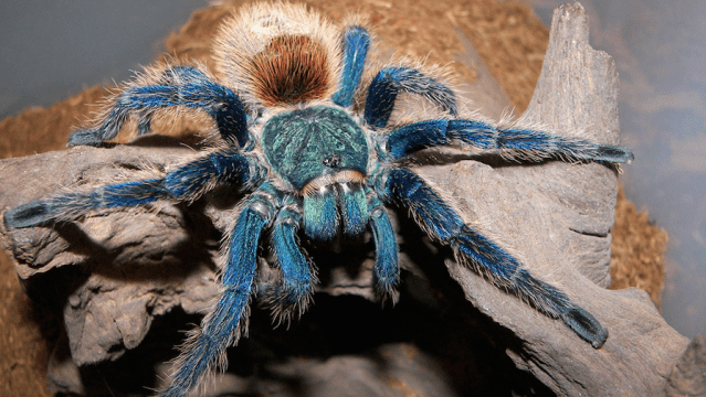 We Still Don’t Know Why The Heck There Are So Many Blue Tarantulas