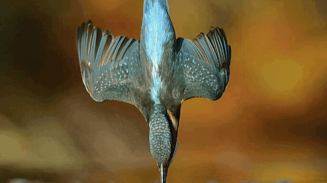 A Photographer Toiled For Six Years To Capture This Kingfisher In Mid-Dive