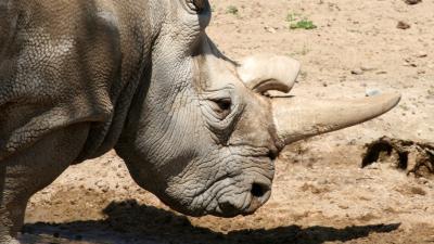 The Only Way To Save The Northern White Rhino Is A Jurassic Park-Style Intervention