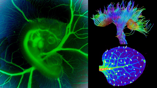 These Science Photos Are So Beautiful They’re Basically Art