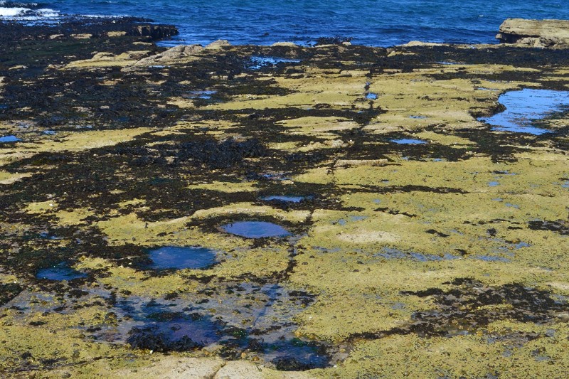 Hundreds Of Dinosaur Footprints Found In A Scottish Lagoon