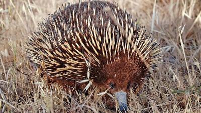 Echidnas Have Sex Half A Penis At A Time