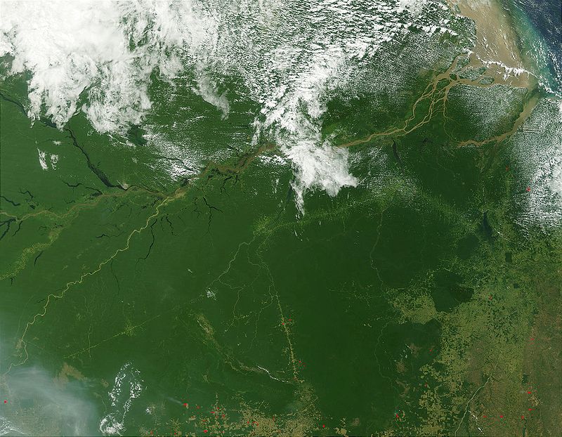 Earth’s Tropical Rainforests Could Look Completely Different By The End Of The Century