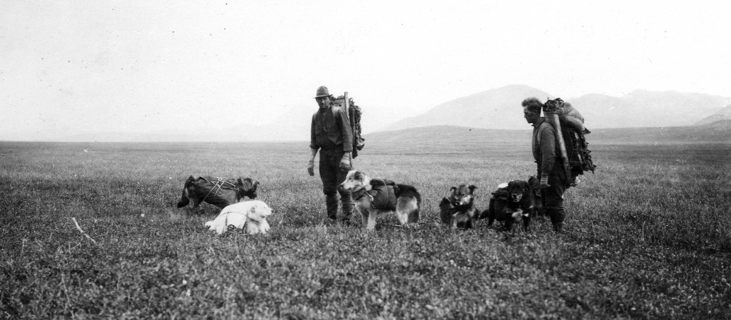 These Dogs Are Honorary Geologists For Their Early Exploration Of Alaska