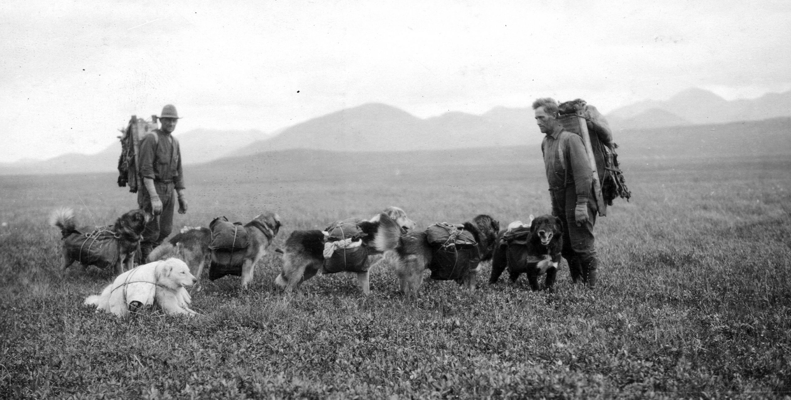 These Dogs Are Honorary Geologists For Their Early Exploration Of Alaska