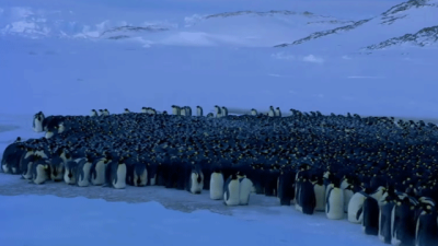 The Social Dynamics Of Penguin Huddles Are More Complex Than We Thought