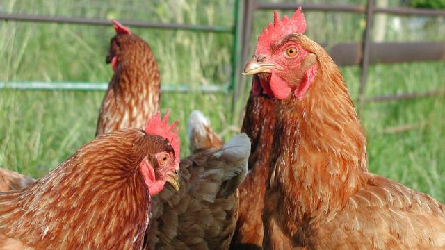 The US FDA Just Approved Transgenic Chickens That Make Medicine