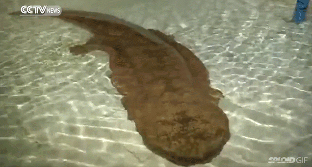 200-Year-Old Giant Salamander Discovered Outside A Cave In China