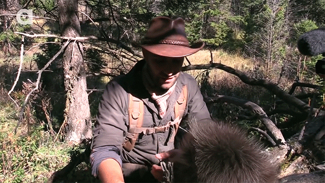 What’s It Like To Get Stabbed By Porcupine Quills