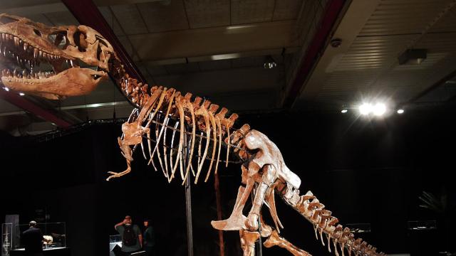 Mongolia Is Getting Its Stolen Tyrannosaurus Skull Back