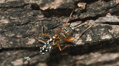 Hopping Wasp Larvae Wear The Cocoons Of Their Dead Prey 