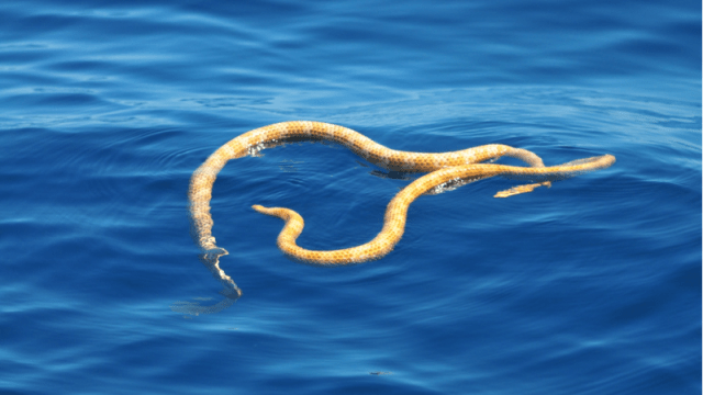 Supposedly Extinct Sea Snakes Spotted Off The Coast Of Western Australia