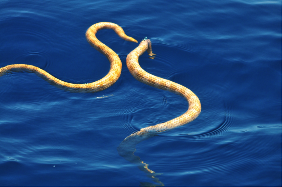 Supposedly Extinct Sea Snakes Spotted Off The Coast Of Western Australia