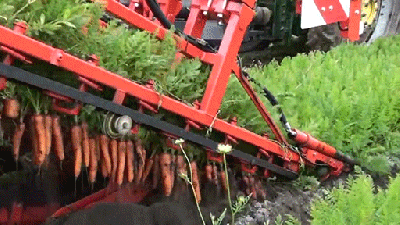 Watch This Massive Machine Dig Up A Ridiculous Amount Of Carrots At Once