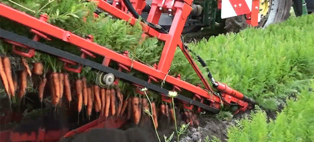 Watch This Massive Machine Dig Up A Ridiculous Amount Of Carrots At Once